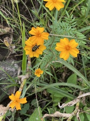 Tagetes tenuifolia