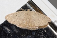 Poecilasthena anthodes