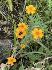 Tagetes tenuifolia