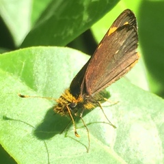 Metisella
