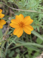 Tagetes tenuifolia