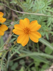 Tagetes tenuifolia