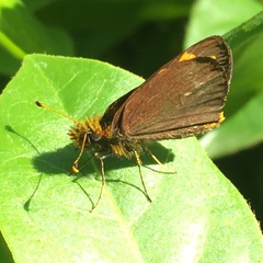 Metisella