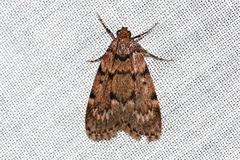 Mimaglossa nauplialis