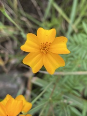 Tagetes tenuifolia
