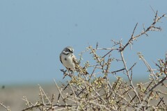 Artemisiospiza belli