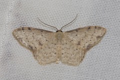 Idaea halmaea
