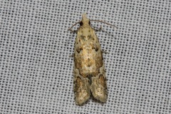Euphona euphona