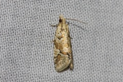 Euphona euphona