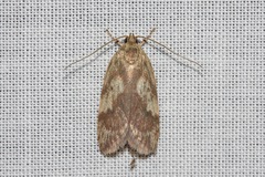 Oligoloba severa