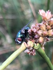 Chrysomya rufifacies