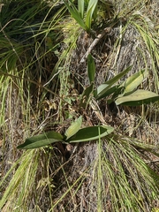 Prosthechea michuacana