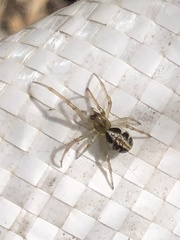 Phonognatha graeffei