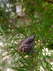 Hakea gibbosa