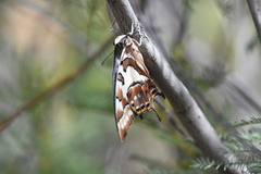 Charaxes sempronius