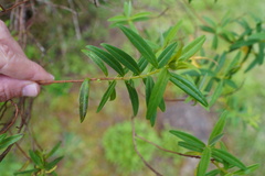 Hypericum lanceolatum lanceolatum