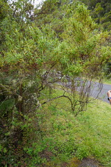 Hypericum lanceolatum lanceolatum