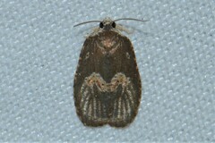 Cnesteboda celligera