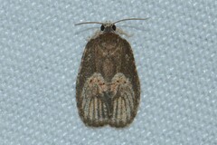 Cnesteboda celligera