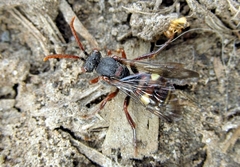 Nomada leucophthalma