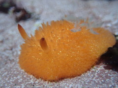 Acanthodoris lutea