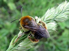 Eucera longicornis