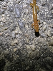 Eurycea chamberlaini