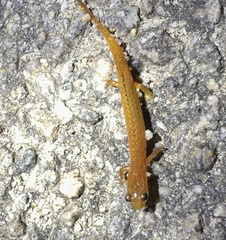 Eurycea chamberlaini