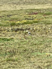 Vanellus resplendens