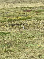 Vanellus resplendens