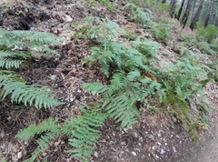Pteridium tauricum