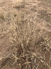 Bouteloua barbata