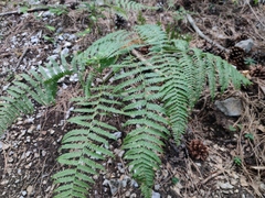 Pteridium tauricum