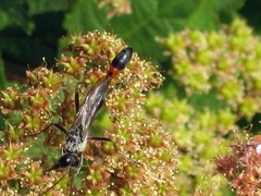 Ammophila sabulosa