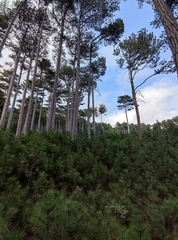 Pinus nigra pallasiana