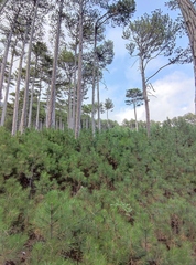 Pinus nigra pallasiana