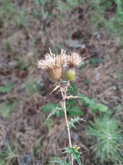 Cirsium laniflorum