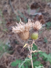 Cirsium laniflorum