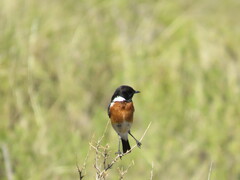 Saxicola torquatus