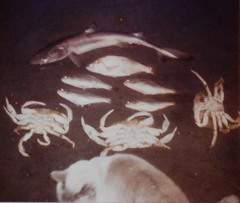 Genyonemus lineatus