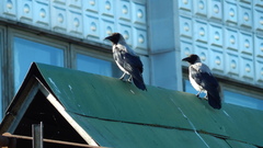 Corvus cornix