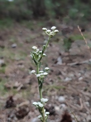 Seseli dichotomum