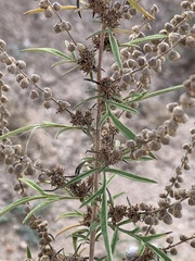 Ambrosia confertiflora