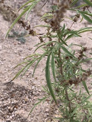 Ambrosia confertiflora
