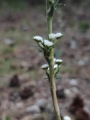 Seseli dichotomum
