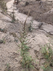 Ambrosia confertiflora