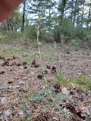Seseli dichotomum