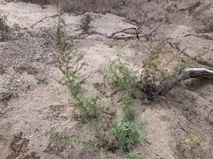 Ambrosia confertiflora
