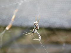 Trichonephila antipodiana