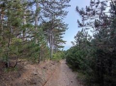 Pinus nigra pallasiana